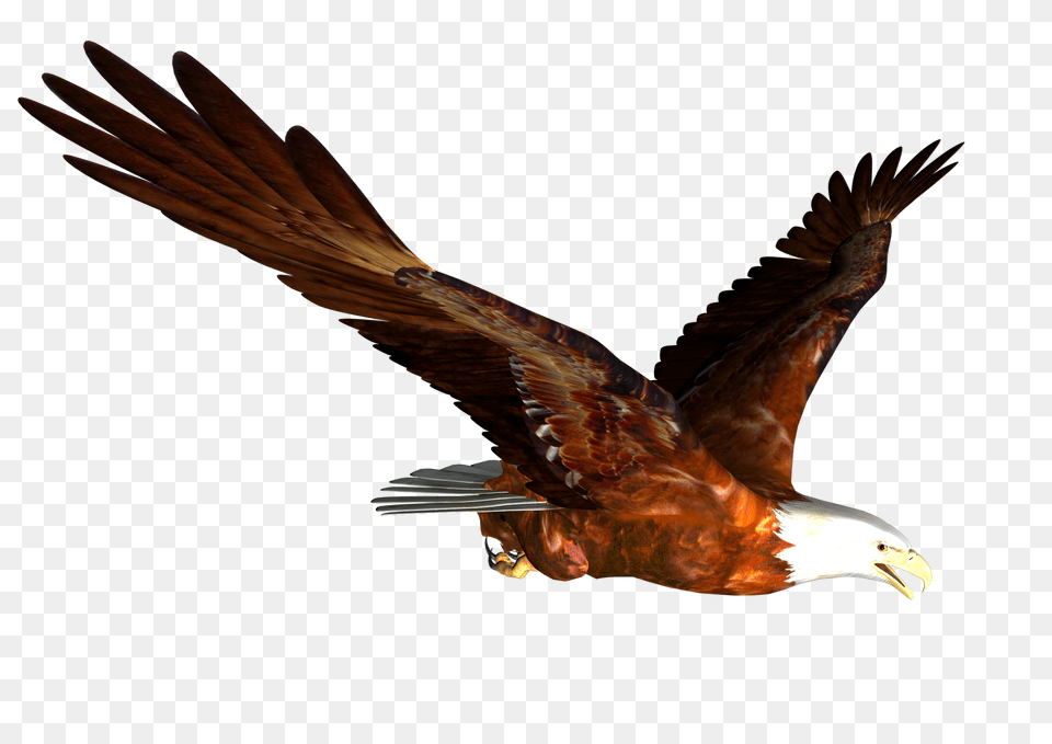 Eagle, Animal, Bird, Flying, Beak Free Transparent Png