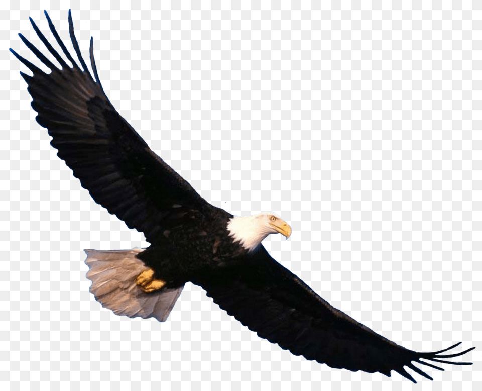 Eagle, Animal, Bird, Flying, Beak Png Image