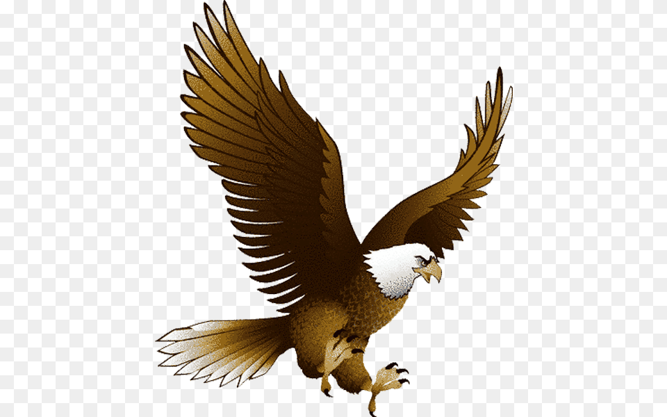 Eagle, Animal, Bird, Flying, Vulture Png