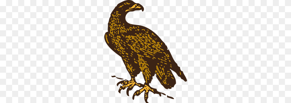Eagle Animal, Bird, Vulture, Fish Free Png