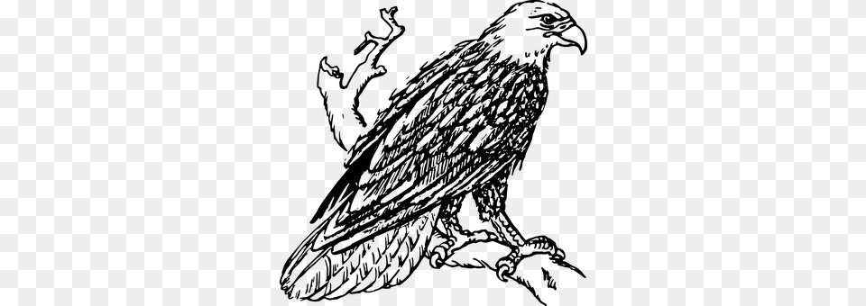 Eagle Gray Png Image