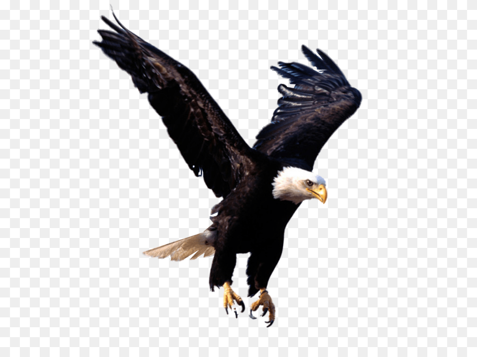 Eagle, Animal, Bird, Bald Eagle, Flying Png Image