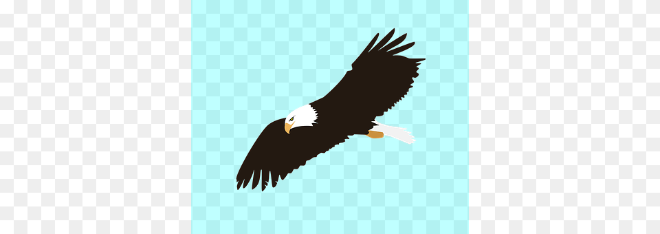 Eagle Animal, Bird, Flying, Bald Eagle Png Image