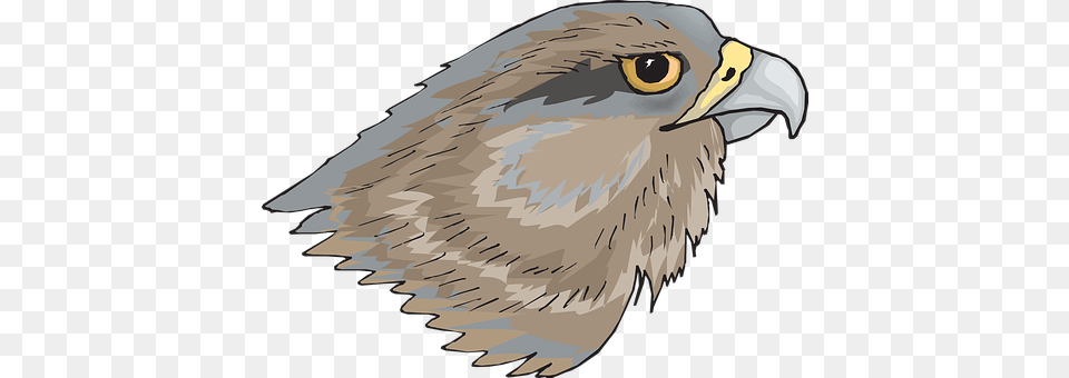 Eagle Animal, Beak, Bird, Person Png