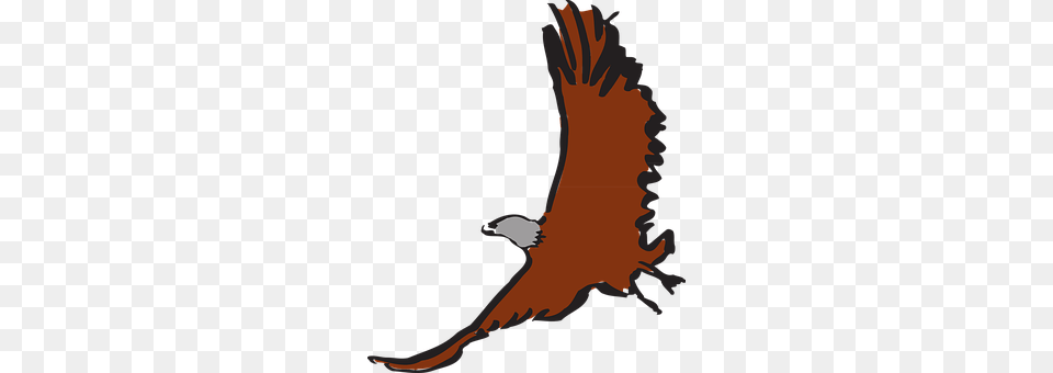 Eagle Animal, Bird, Flying, Person Png