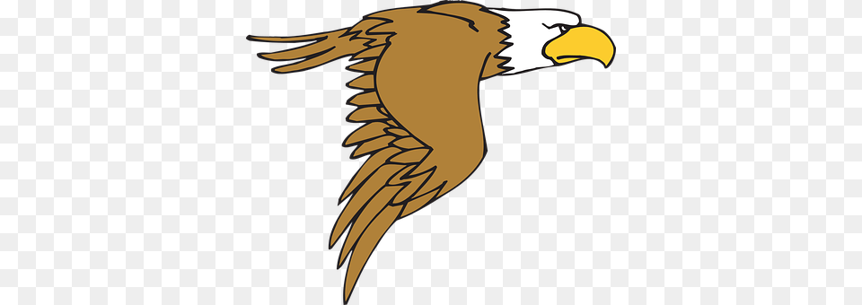 Eagle Animal, Beak, Bird, Flying Png Image