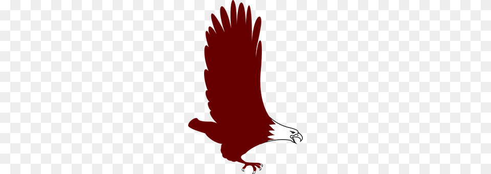 Eagle Animal, Beak, Bird, Person Free Png