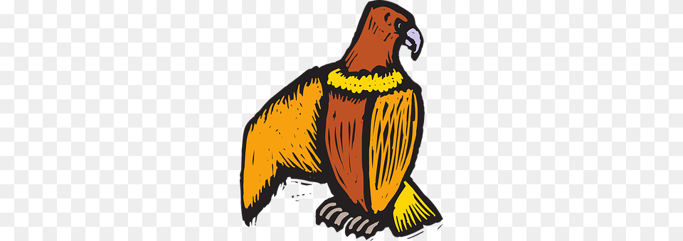 Eagle Animal, Beak, Bird, Vulture Png