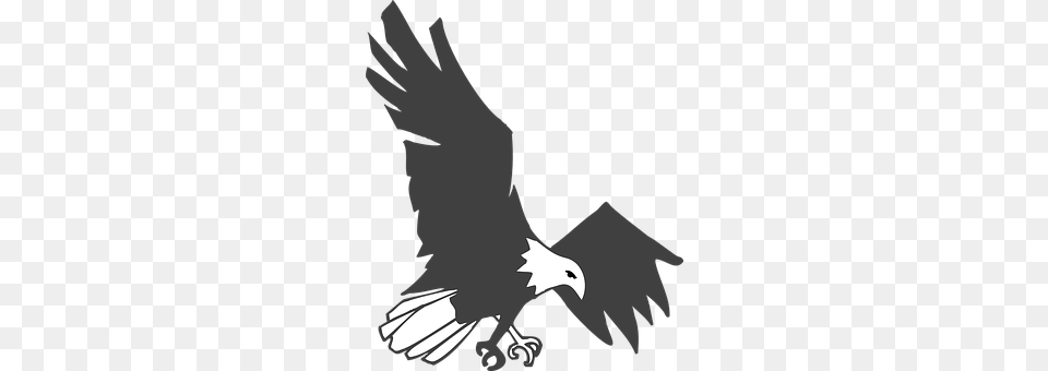 Eagle Animal, Bird, Flying, Beak Png