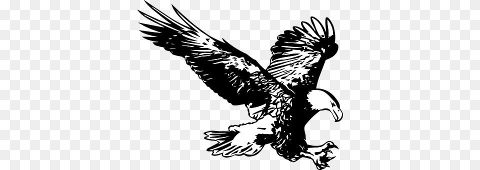Eagle Animal, Bird, Flying, Vulture Free Transparent Png