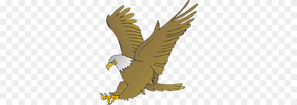 Eagle Animal, Bird, Person, Bald Eagle Free Transparent Png