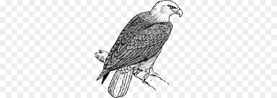 Eagle Gray Free Png