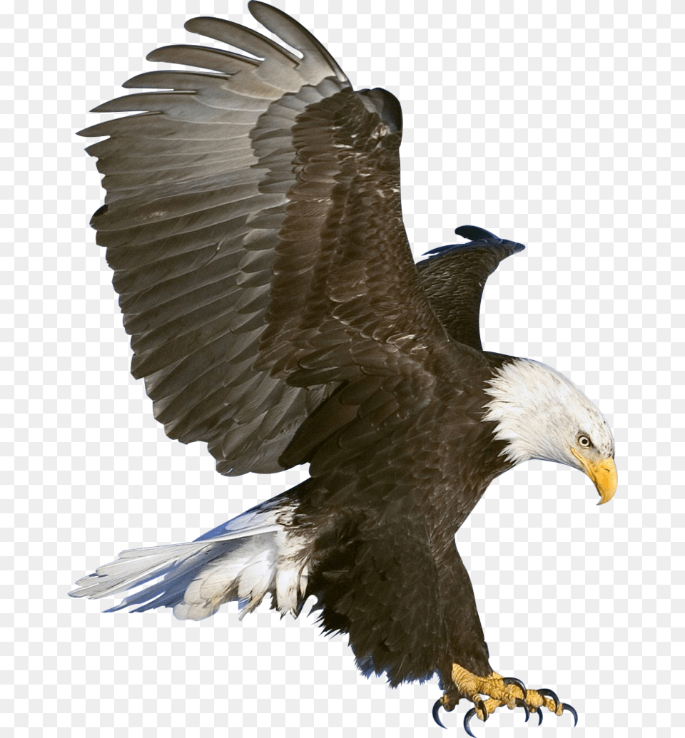 Eagle, Animal, Bird, Bald Eagle Png Image