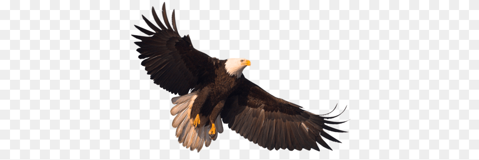 Eagle, Animal, Bird, Bald Eagle Png Image