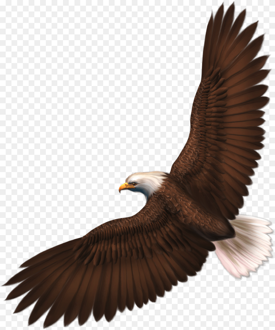 Eagle, Animal, Bird, Flying, Bald Eagle Png