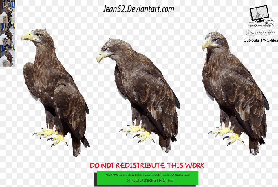 Eagle, Graphics, Floral Design, Art, Pattern Png