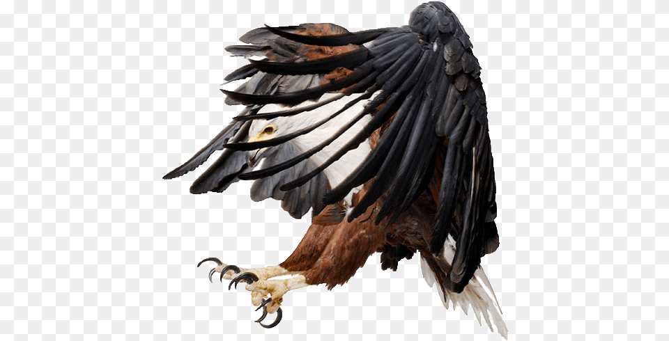 Eagle, Animal, Bird, Vulture, Electronics Free Png Download