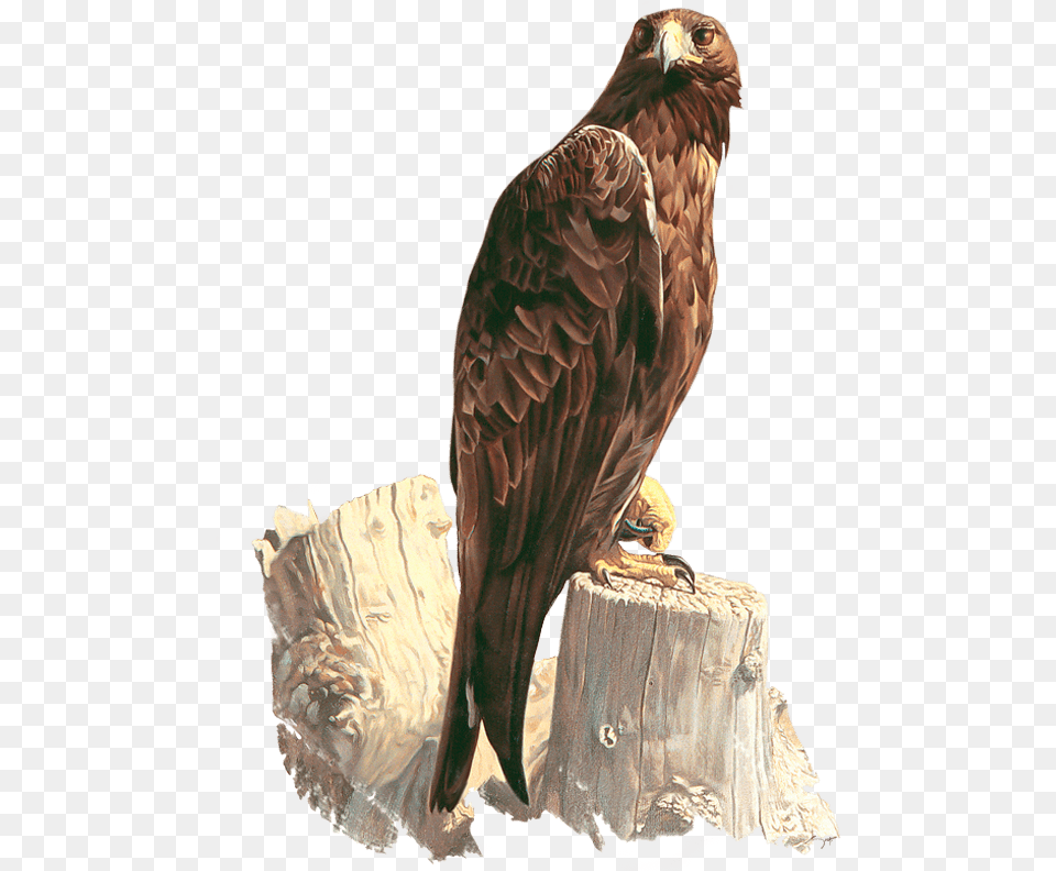 Eagle And Crow Painting, Hawk, Animal, Bird, Buzzard Png
