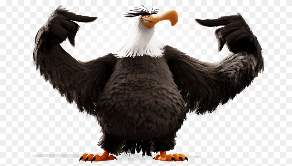 Eagle Angry Birds, Animal, Beak, Bird Free Transparent Png
