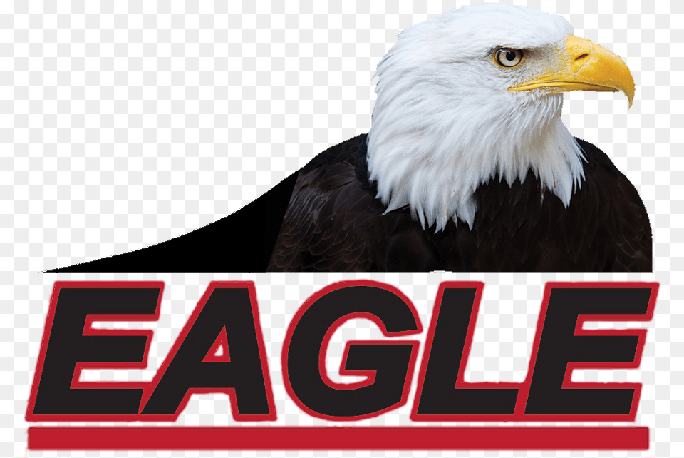 Eagle Auto Body Bald Eagle, Animal, Beak, Bird, Bald Eagle Free Transparent Png