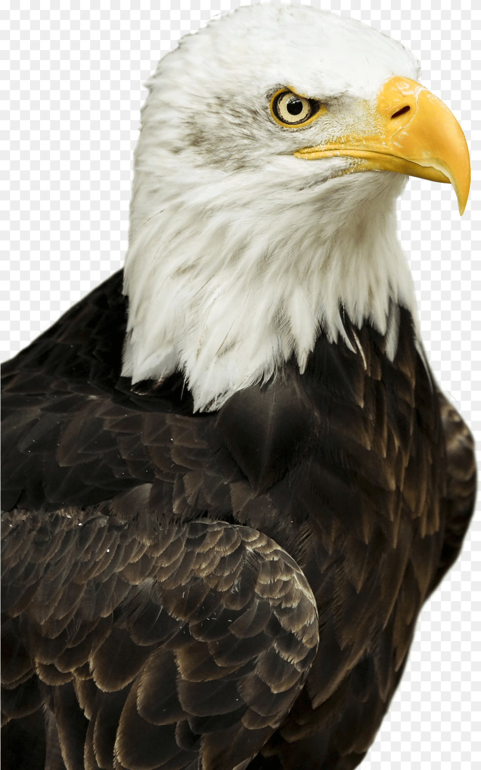 Eagle Bald Eagle Transparent, Animal, Bird, Beak, Bald Eagle Free Png