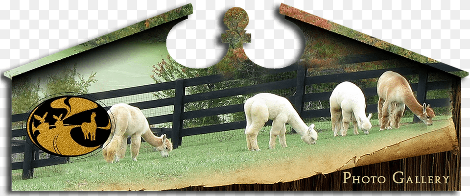 Eagle Bend Alpaca Farm Kentucky Gallery Grazing, Nature, Outdoors, Grassland, Field Png