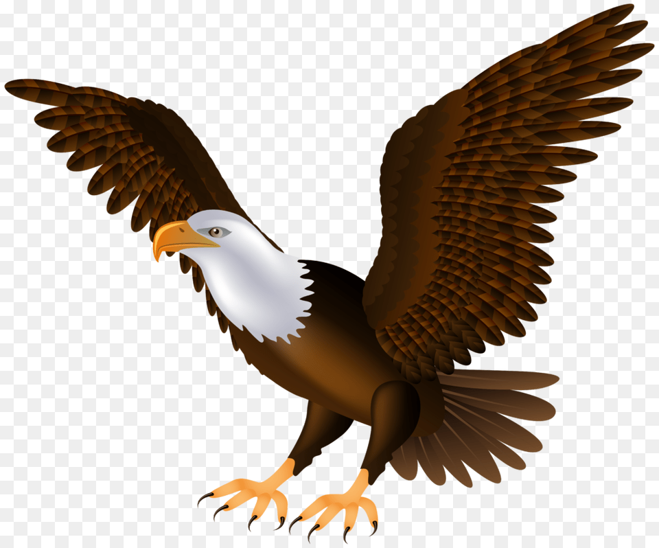 Eagle Bird Clipart, Animal, Beak, Bald Eagle Free Png