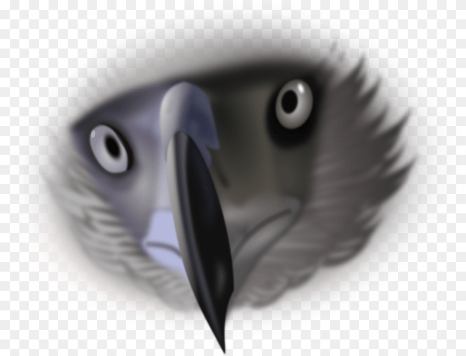 Eagle Bird Eyes Photo, Animal, Beak, Plate Free Png Download