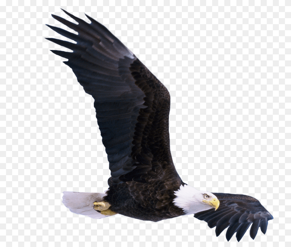 Eagle Bird For Picsart, Animal, Flying, Beak, Bald Eagle Free Png Download