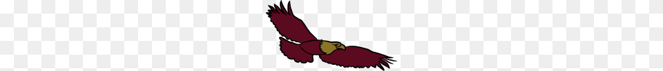 Eagle Bird Of Prey Eagle Head, Animal, Vulture, Beak, Flying Png Image
