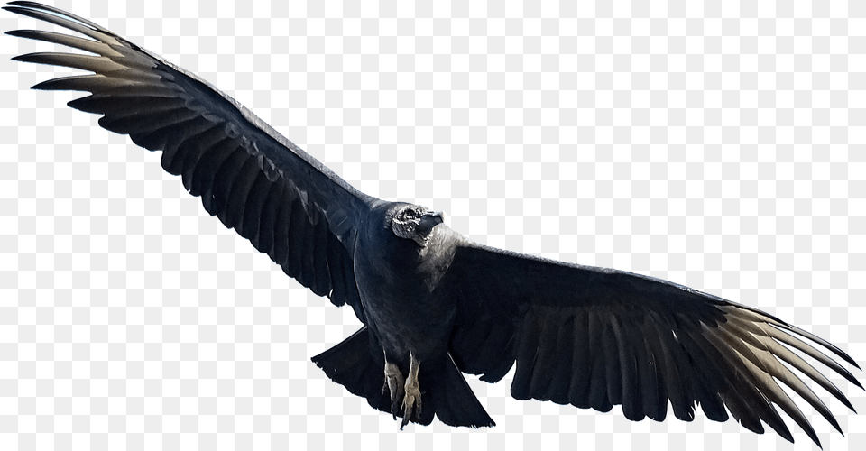 Eagle Birds Image Black Bird In Flight, Animal, Vulture, Condor, Flying Free Png Download