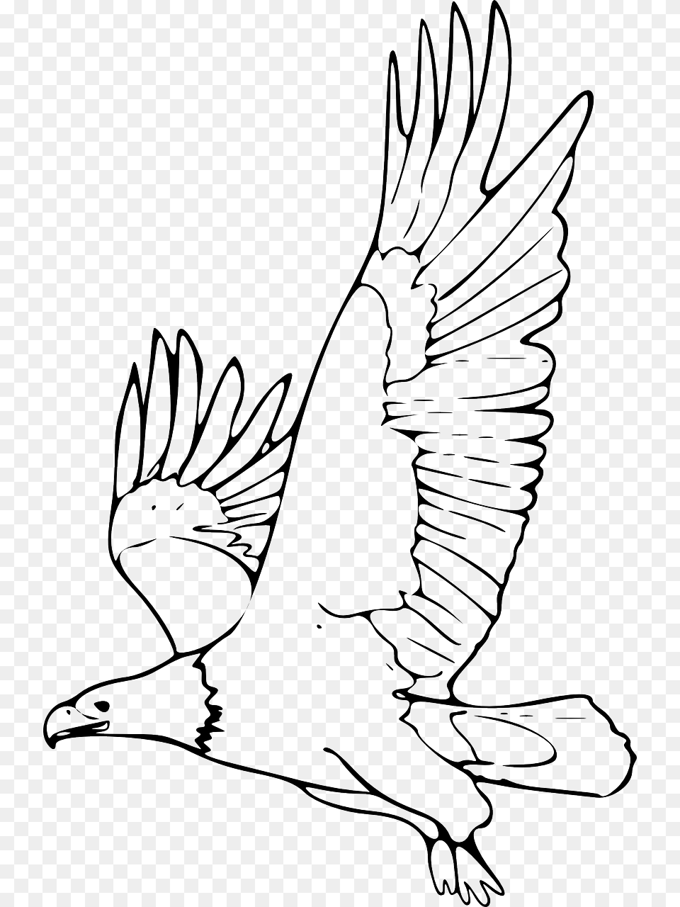 Eagle Black And White Clipart, Animal, Bird, Flying, Vulture Free Transparent Png