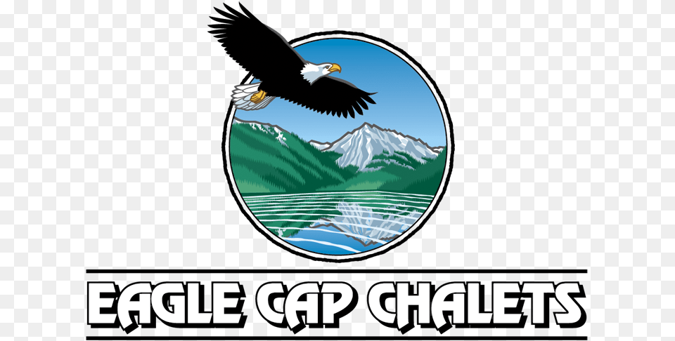 Eagle Cap Chalets, Animal, Bird, Bald Eagle, Flying Png Image