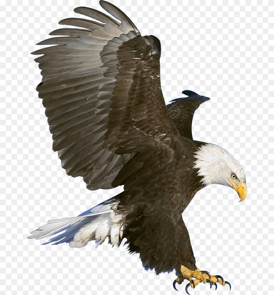 Eagle Claws Eagle In Flight, Animal, Bird, Bald Eagle Free Png Download