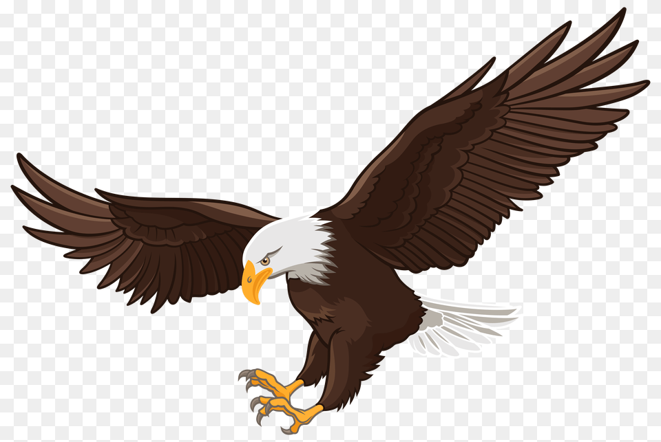 Eagle Clip Art, Animal, Bird, Bald Eagle, Beak Png