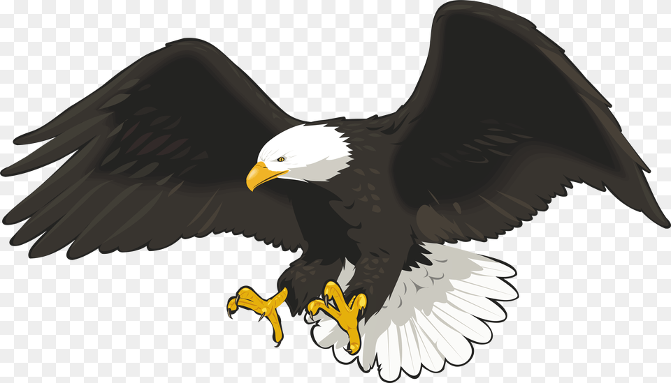 Eagle Clip Art Gallery High Quality Transparent, Animal, Beak, Bird, Bald Eagle Free Png