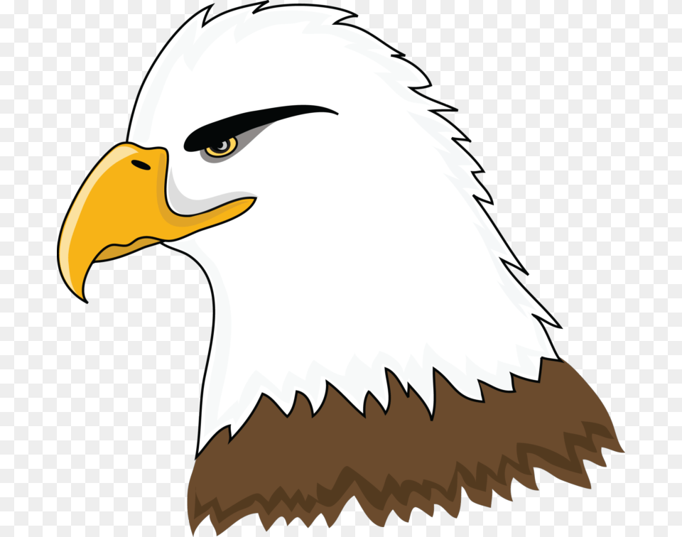 Eagle Clip Art Pictures, Animal, Beak, Bird, Bald Eagle Free Png