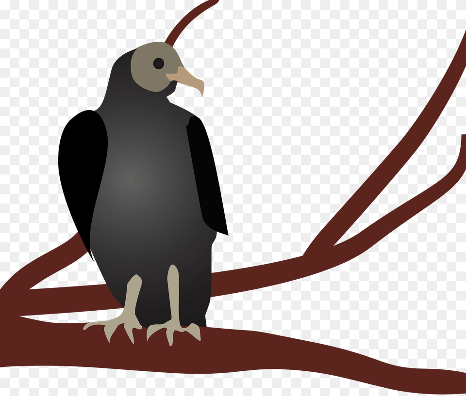 Eagle Clipart, Animal, Bird, Vulture, Penguin Png