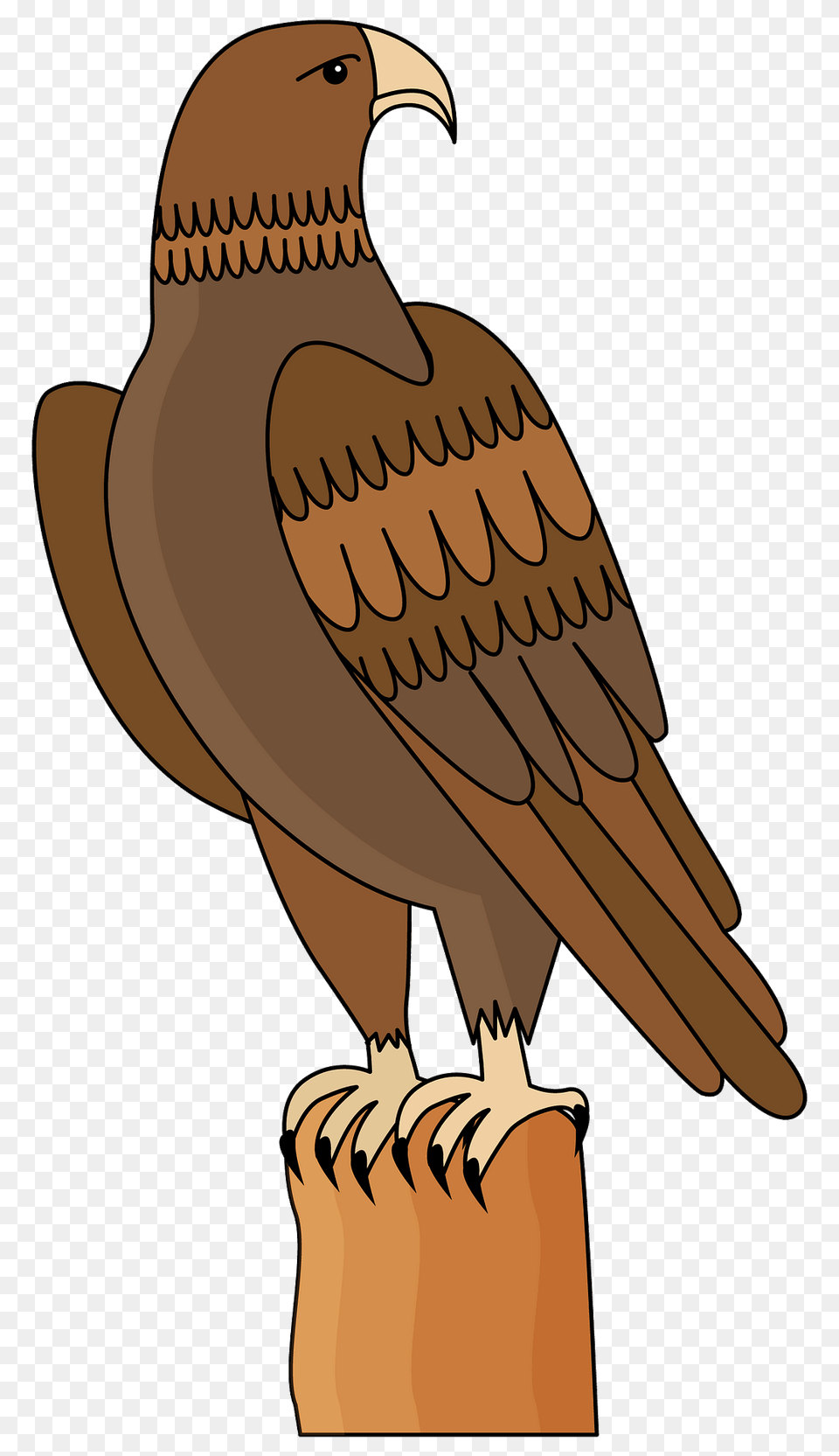 Eagle Clipart, Animal, Bird, Kite Bird, Beak Png