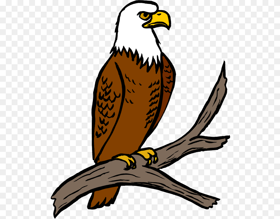 Eagle Clipart Eagle Beak, Animal, Bird, Kite Bird, Person Free Png Download