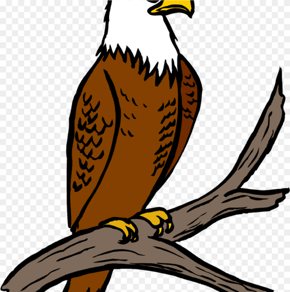 Eagle Clipart Eagle Feather Clipart At Getdrawings Eagle Clipart, Animal, Beak, Bird, Person Free Png Download
