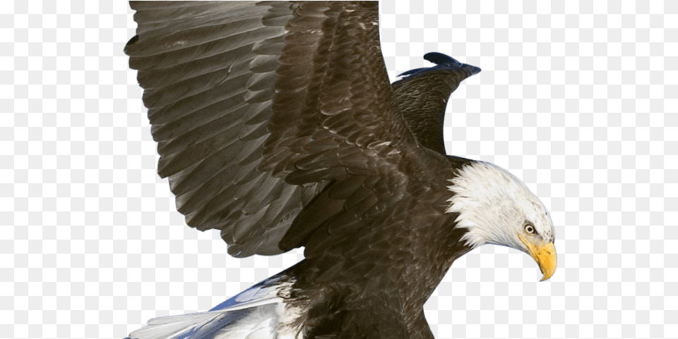 Eagle Clipart Fish Eagle In Flight, Animal, Bird, Bald Eagle Free Png
