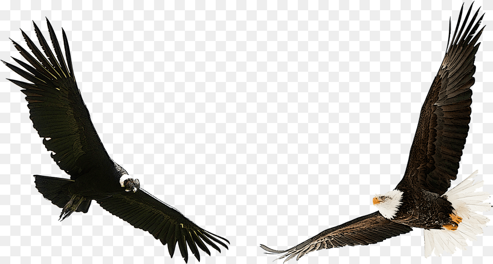Eagle Condor, Animal, Bird, Flying, Vulture Free Transparent Png