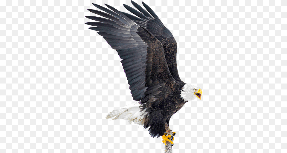 Eagle Download Bald Eagle, Animal, Bird, Bald Eagle, Beak Png