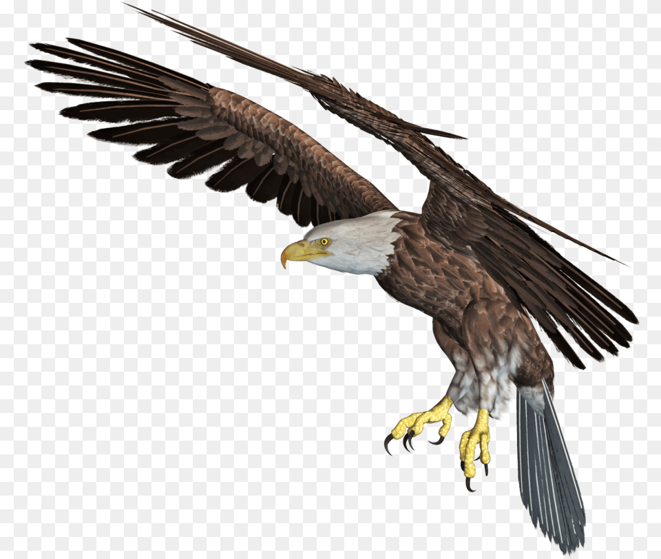 Eagle Download Image Arts Eagle In 3d, Animal, Bird, Flying, Vulture Free Transparent Png