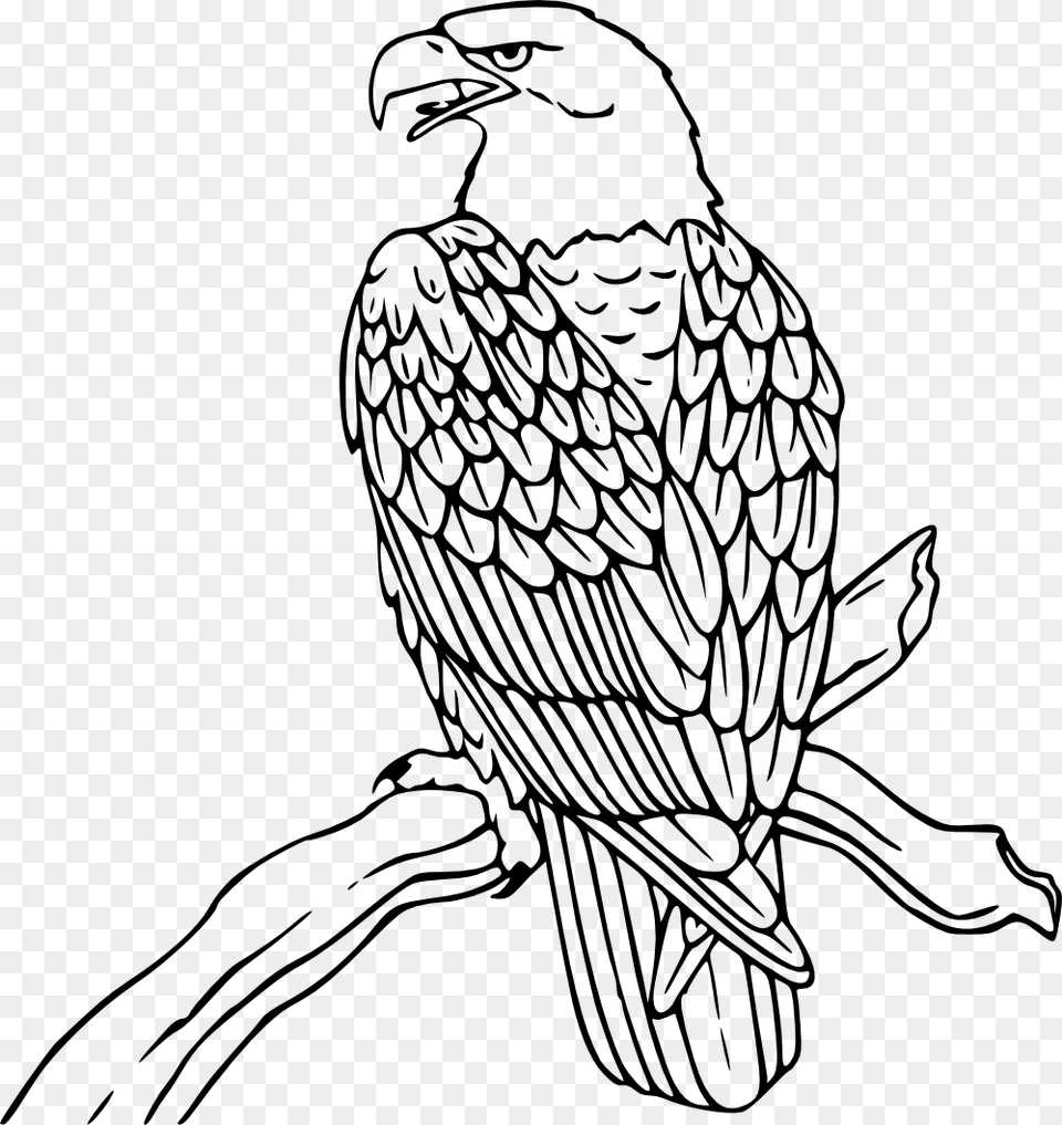 Eagle Drawing Bald Eagle Coloring Page, Person, Animal, Bird, Art Free Png