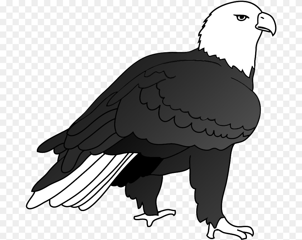 Eagle Drawing Outlined Drawing Eagles, Animal, Bird Free Transparent Png