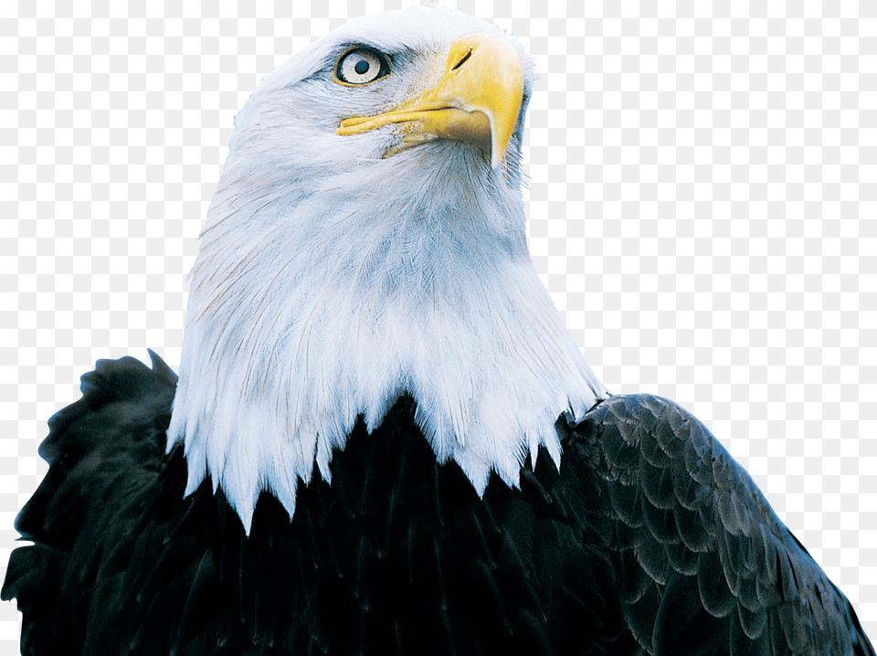 Eagle Eagle, Animal, Beak, Bird, Bald Eagle Png Image