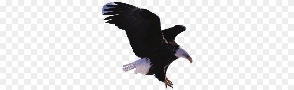 Eagle Eagle, Animal, Bird, Beak, Bald Eagle Png