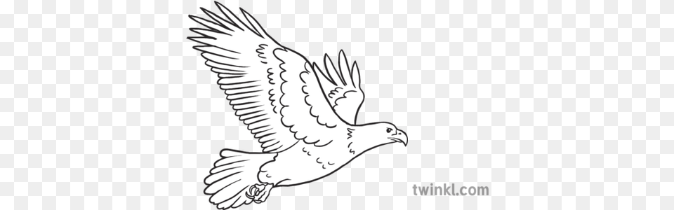 Eagle Emoji Birds Animals Nature Twinkl People Helping Each Other Drawing, Animal, Bird, Flying, Person Png Image